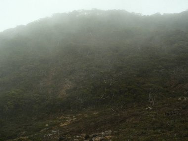 Ağaçları ve sisli bir atmosferi olan sisli bir yamaç. Görüntüde tuhaf ve gizemli bir his var.