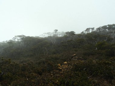 Ağaçlarla kaplı bir orman. Gökyüzü bulutlu ve ağaçlar ıslak.