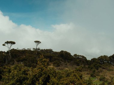 Ağaçları ve bulutlu gökyüzü olan bir orman