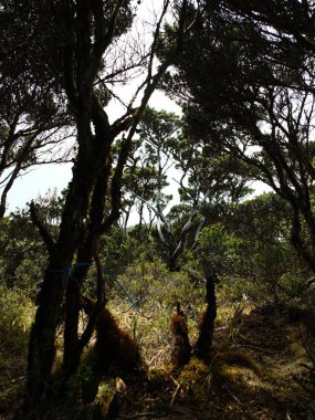 Ağaçları ve yosunları olan bir orman. Ağaçlar uzun ve üzerlerinde yosun yetişiyor. Orman karanlık ve sessiz.