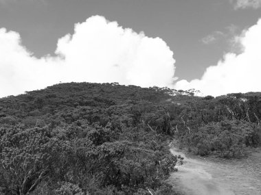 Arka planda bulutlu bir gökyüzü olan bir ormanın siyah beyaz fotoğrafı. Manzara sakin ve huzurlu, ağaçlar ve gökyüzü bir sakinlik hissi yaratıyor.