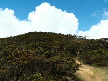 Tepesinde bulutlu bir gökyüzü olan bir orman boyunca esen bir patika. Ağaçlar yemyeşil, gökyüzü mavi ve beyaz bulutların karışımı.