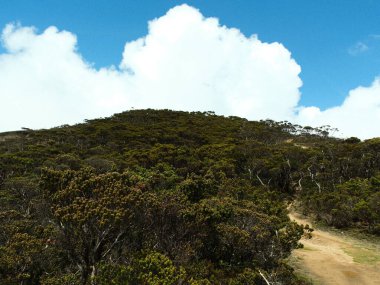 Arka planda bulutlu bir gökyüzü olan ağaçlarla kaplı bir tepe. Ağaçlar gür ve yeşildir ve gökyüzü mavi ve beyaz bulutların bir karışımıdır. Huzur ve doğal güzellik kavramı