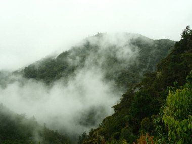 Sisli dağ ağaçlarla kaplıdır ve sisli bir atmosfere sahiptir. Bulutlar alçak, gökyüzü gri.