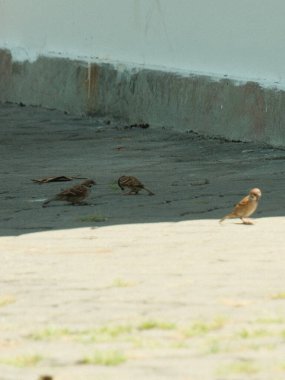 Three birds are walking on the ground. One of them is looking up. The other two are looking down clipart