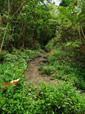 Yerde birkaç yaprak olan bir ormanın içinden geçen bir yol. Yol ağaçlar ve çalılarla çevrili.