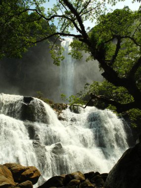 Arka planda ağaç olan bir şelale. Su yüksekten düşüyor ve ağaç yeşil.