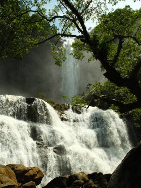 Arka planda ağaç olan bir şelale. Su şelaleden aşağı akıyor ve ağaç ön planda.