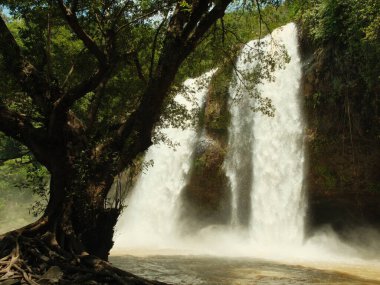Arka planda ağaç olan bir şelale. Su şelaleden aşağı akıyor ve ağaç ön planda.