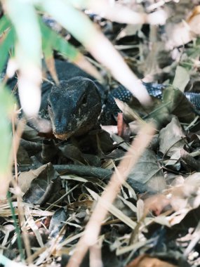 Bir kertenkele yaprak yığınının üzerinde oturuyor. Yapraklar kahverengi ve kertenkelenin etrafına saçılmış.