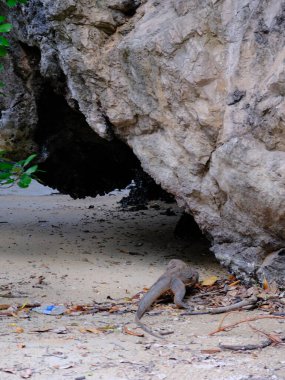 Bir kertenkele bir kayanın yanında yerde. Kertenkele küçük ve kahverengi. Kaya büyük ve gri.