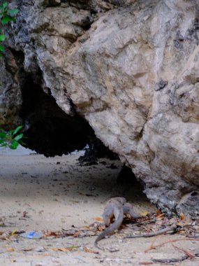 Büyük bir kayanın yanında yerde sürünen bir kertenkele var. Kertenkele küçük ve kahverengi.