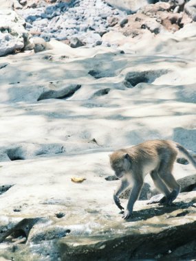 Kayalık bir sahilde bir maymun yürüyor. Maymun ağzında bir muz taşıyor. Sahne huzurlu ve huzurlu. Maymun kumsalda eğleniyor.