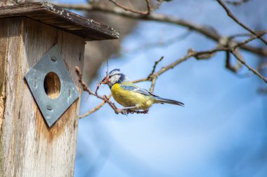 a blue tit bird building a nest to a birdhouse