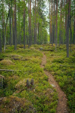 Güzel yeşil orman manzarasında bir patika.