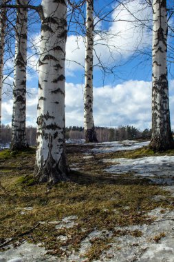 Bahar zamanı bir huş ağacı. Doğada eriyen kar..