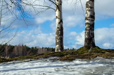Bahar zamanı bir huş ağacı. Doğada eriyen kar..