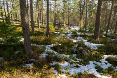 Eriyen karlı bir orman manzarası. Erken bahar konsepti.