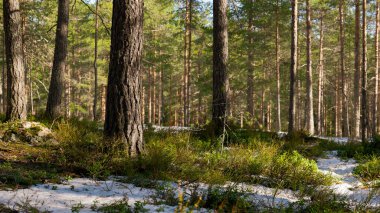 A forest scenery with melting snow. Early spring concept. clipart