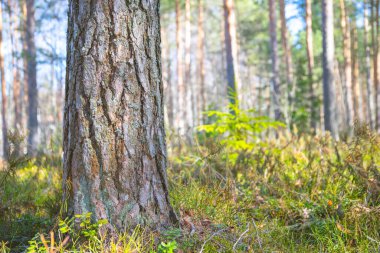 Güneşli bir günde ormanda çam ağacının gövdesine yakın bir yerde.