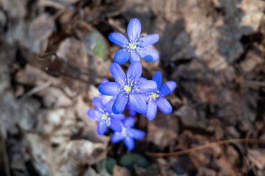 Hepatitin yakın plan görüntüsü