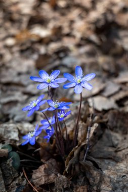 Hepatitin yakın plan görüntüsü