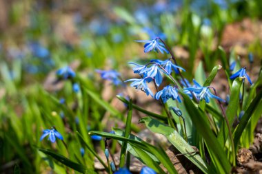 Sibirya Squil 'ine yakın çekim