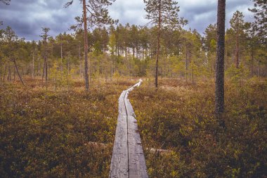 Bataklıklardan ve ormandan geçen tahta bir patika. yürüyüş kavramı.