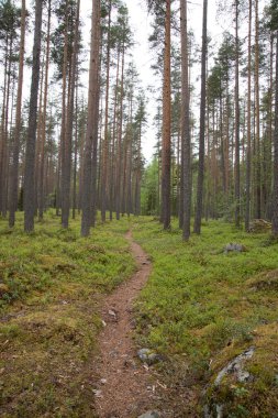 Güzel yeşil çam ağaçlarının arasından geçen küçük bir patika.