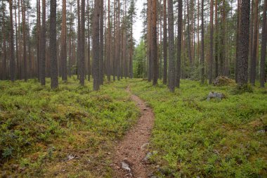 Güzel yeşil çam ağaçlarının arasından geçen küçük bir patika.