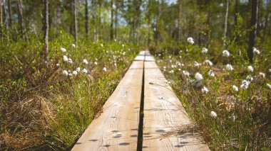 duckboards at wetland area with beautiful foliage. beautiful nature. clipart