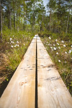 Sulak arazide ördek kaykayları ve güzel yaprakları var. güzel doğa.
