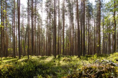 Gün boyunca güzel bir çam ormanı manzarası..
