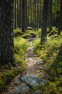 Güzel yeşil çam ağaçlarının arasından geçen küçük bir patika.