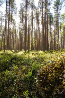 Gün boyunca güzel bir çam ormanı manzarası..