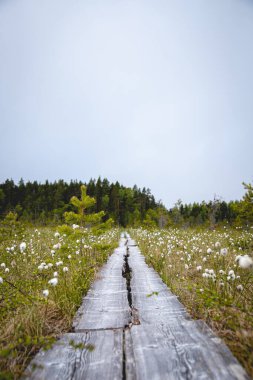 duckboards at wetland area with beautiful foliage. beautiful nature. clipart