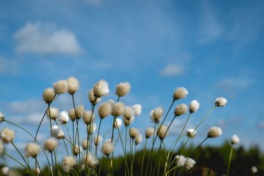 Mavi gökyüzüne karşı beyaz pamuk çiçeği.