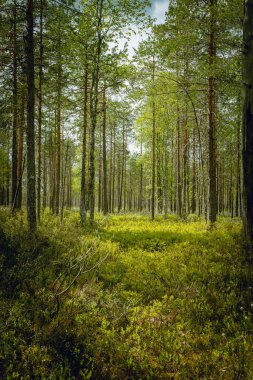 Gün boyunca güzel bir çam ormanı manzarası..