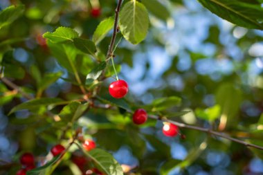 Kiraz ağacında sallanan kirazlar.
