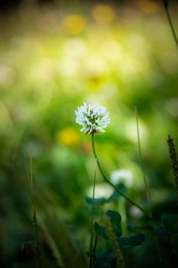Bulanık arkaplanı olan beyaz yonca çiçeğini kapat