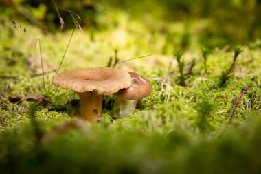 Ormandaki küçük mantarları kapatın.