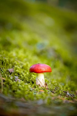 Kırmızı şapkalı küçük bir mantara yaklaş. güzel doğa arkaplanı