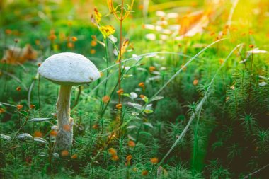 Ormanın zemininde tek başına duran beyaz bir mantar. Yosun, yerde çam iğneleri. Mantar aramak için sonbahar günü. Doğadan Makro çekim