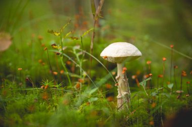 Ormanın zemininde tek başına duran beyaz bir mantar. Yosun, yerde çam iğneleri. Mantar aramak için sonbahar günü. Doğadan Makro çekim