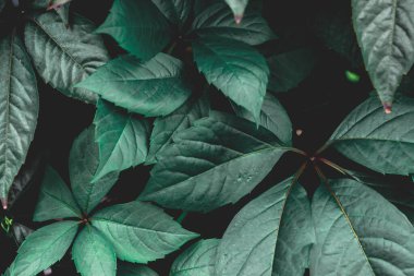 Koyu yeşil yaprakların arkaplanını kapat