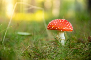 Ormandaki kırmızı mantara yaklaş.