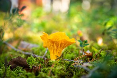 Ormandaki Chantarelle mantarlarını kapatın.