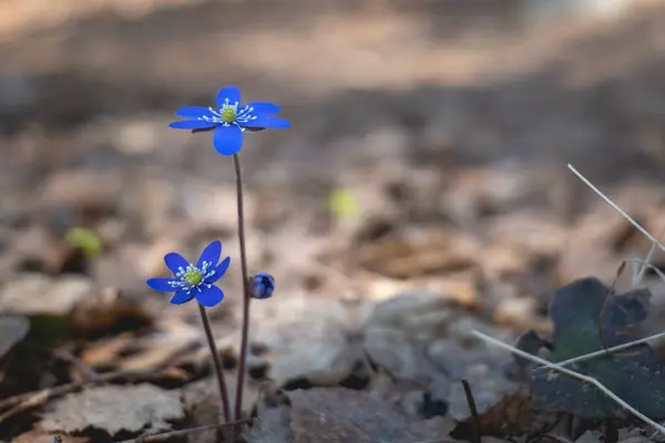 stock image a close up of common hepatica