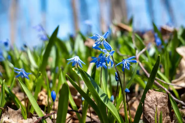 stock image a close up of siberian squil