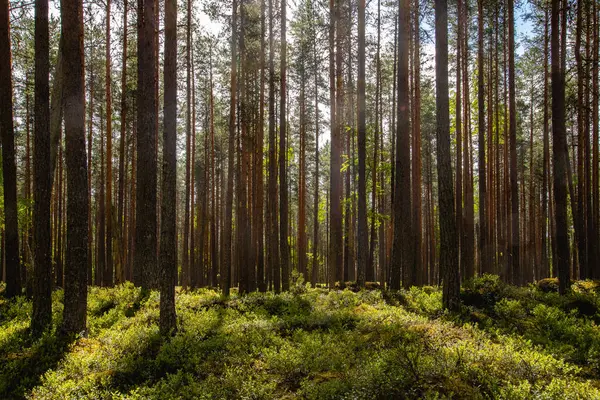 Gün boyunca güzel bir çam ormanı manzarası..